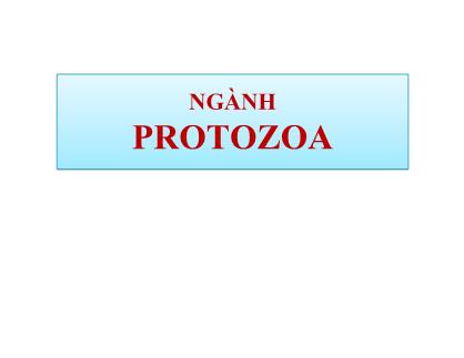 Bài giảng Cổ sinh vật học - Chương 5: Ngành Protozoa