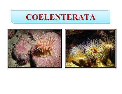 Bài giảng Cổ sinh vật học - Chương 6: Coelenterata